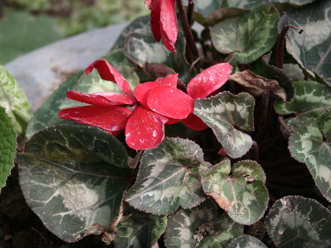 Ciclame (Cyclamen)
Utilizada para fins ornamentais.